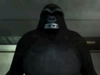 Gorilla getting ready to fuck a beastiegal
